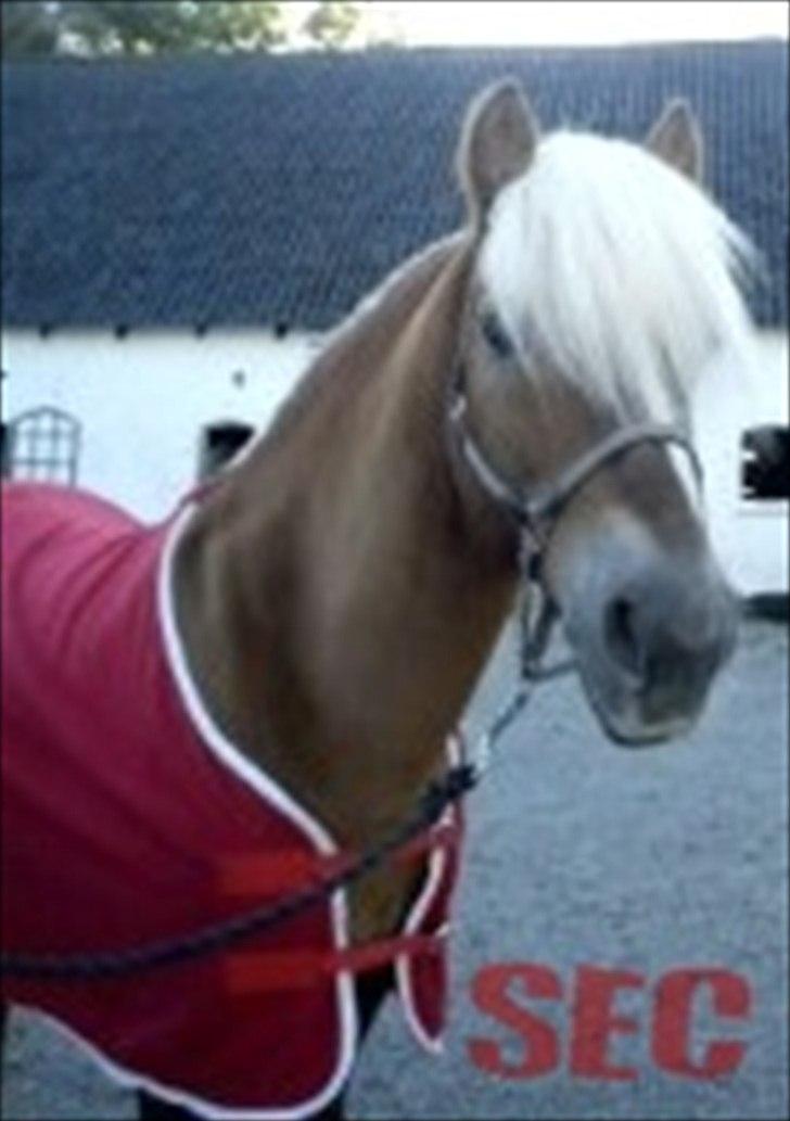 Til Sara Haupt - FOTO: Sarah Christiansen billede 10