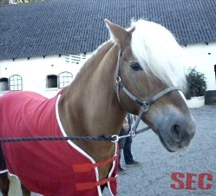 Til Sara Haupt - FOTO: Sarah Christiansen billede 11