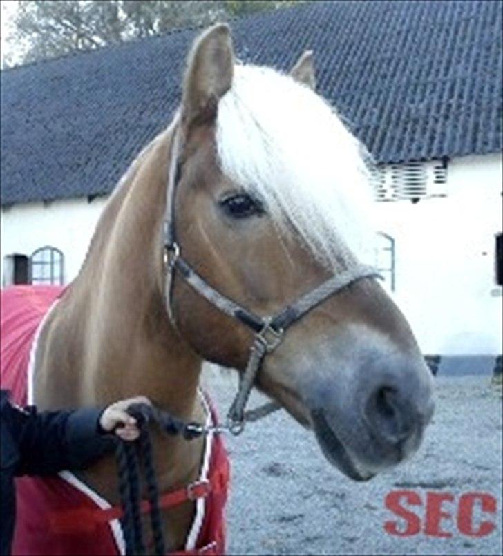 Til Sara Haupt - FOTO: Sarah Christiansen billede 12