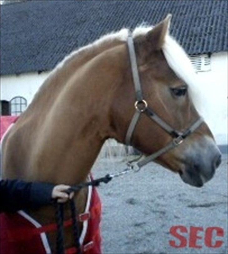 Til Sara Haupt - FOTO: Sarah Christiansen billede 13