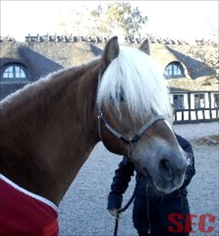 Til Sara Haupt - FOTO: Sarah Christiansen billede 16