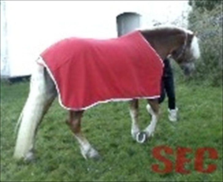 Til Sara Haupt - FOTO: Sarah Christiansen billede 18