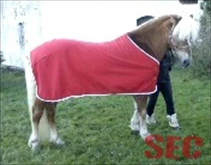 Til Sara Haupt - FOTO: Sarah Christiansen billede 3