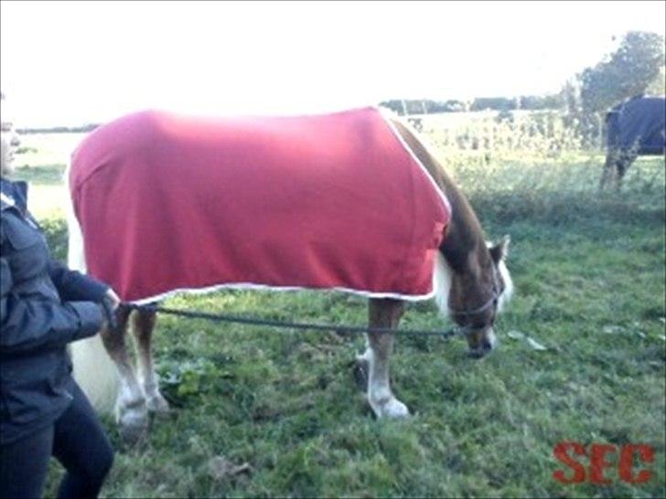 Til Sara Haupt - FOTO: Sarah Christiansen billede 20