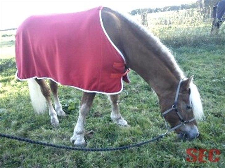 Til Sara Haupt - FOTO: Sarah Christiansen billede 21