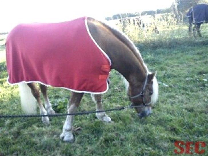 Til Sara Haupt - FOTO: Sarah Christiansen billede 22