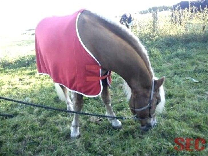 Til Sara Haupt - FOTO: Sarah Christiansen billede 23