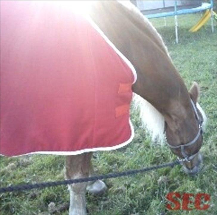 Til Sara Haupt - FOTO: Sarah Christiansen billede 24