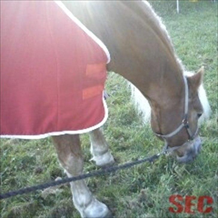 Til Sara Haupt - FOTO: Sarah Christiansen billede 25