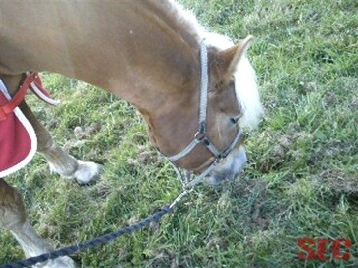 Til Sara Haupt - FOTO: Sarah Christiansen billede 26