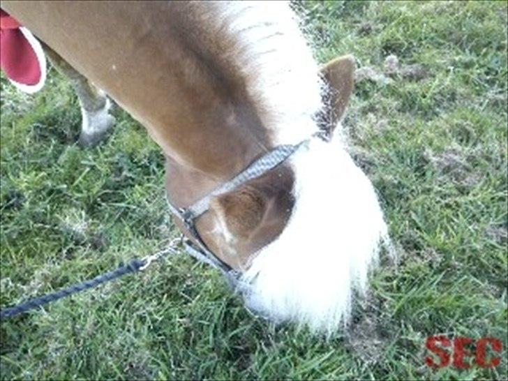 Til Sara Haupt - FOTO: Sarah Christiansen billede 27