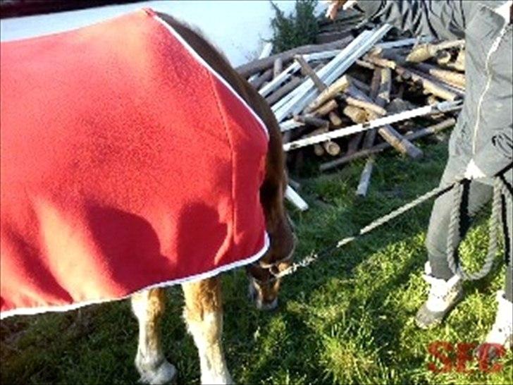 Til Sara Haupt - FOTO: Sarah Christiansen billede 29