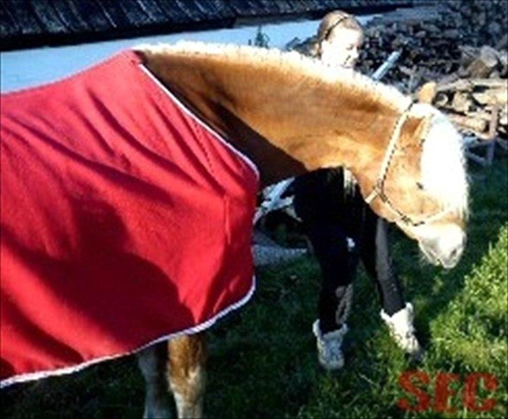 Til Sara Haupt - FOTO: Sarah Christiansen billede 30