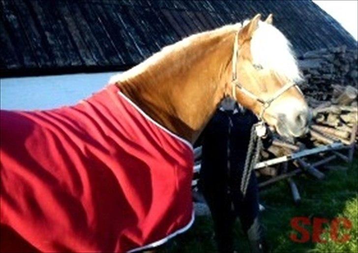 Til Sara Haupt - FOTO: Sarah Christiansen billede 31