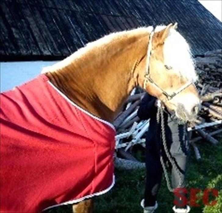 Til Sara Haupt - FOTO: Sarah Christiansen billede 32