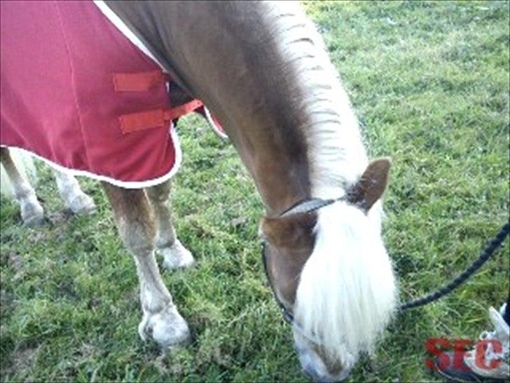 Til Sara Haupt - FOTO: Sarah Christiansen billede 33