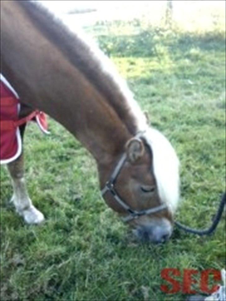 Til Sara Haupt - FOTO: Sarah Christiansen billede 34