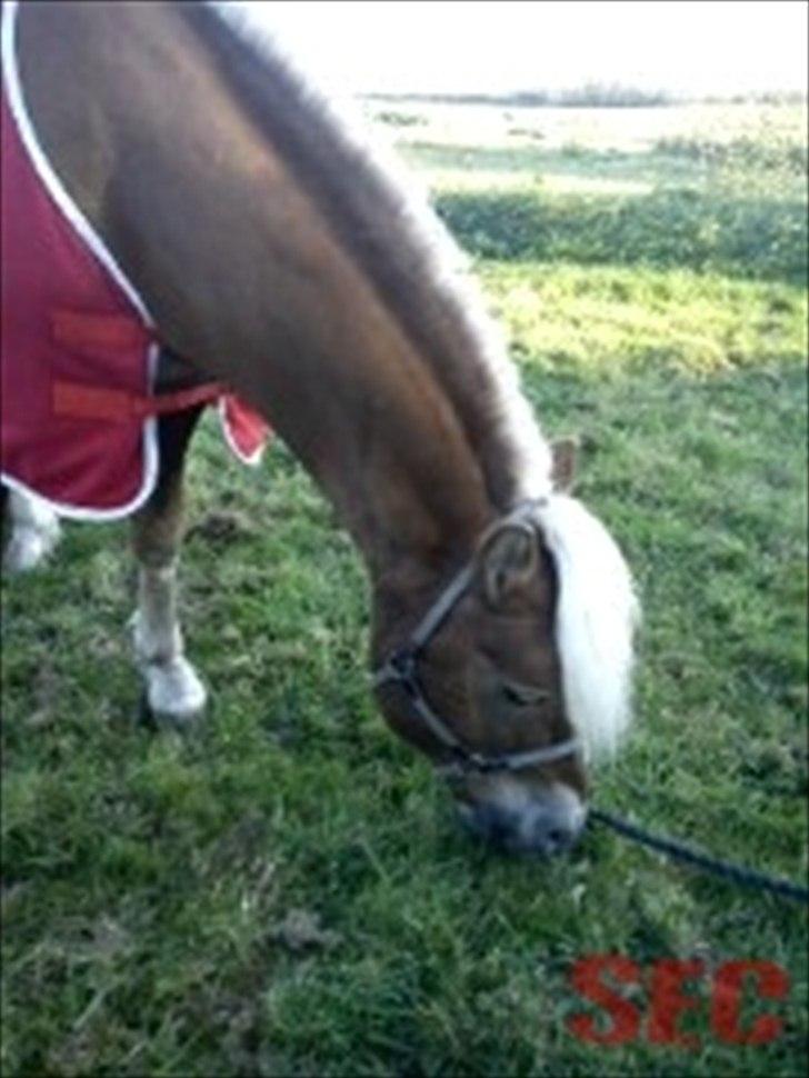 Til Sara Haupt - FOTO: Sarah Christiansen billede 35