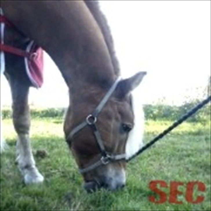 Til Sara Haupt - FOTO: Sarah Christiansen billede 36