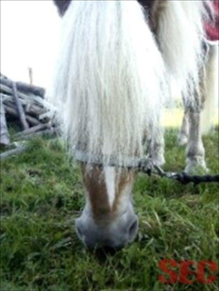 Til Sara Haupt - FOTO: Sarah Christiansen billede 37