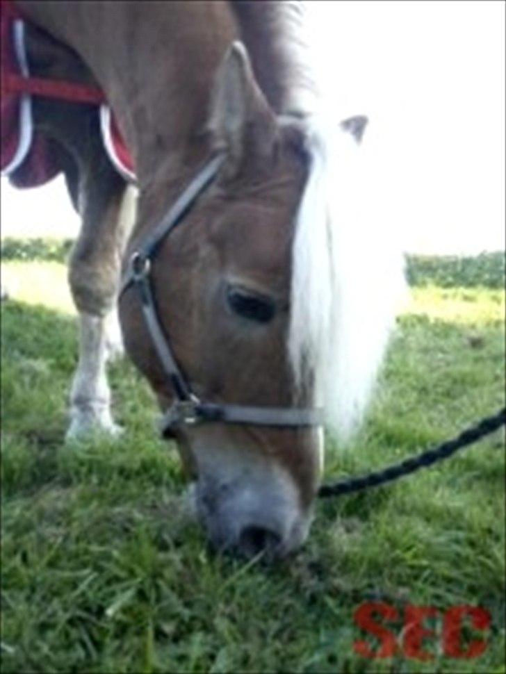 Til Sara Haupt - FOTO: Sarah Christiansen billede 38