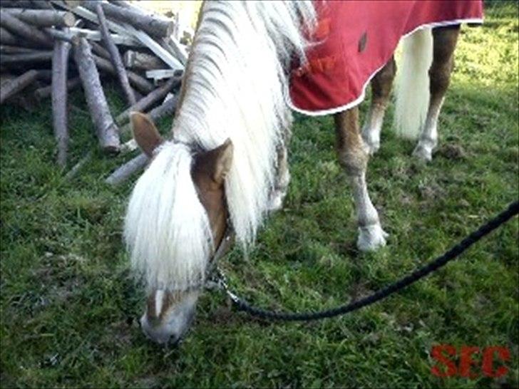 Til Sara Haupt - FOTO: Sarah Christiansen billede 39