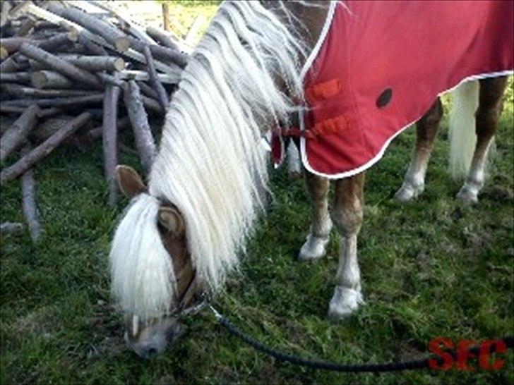 Til Sara Haupt - FOTO: Sarah Christiansen billede 40