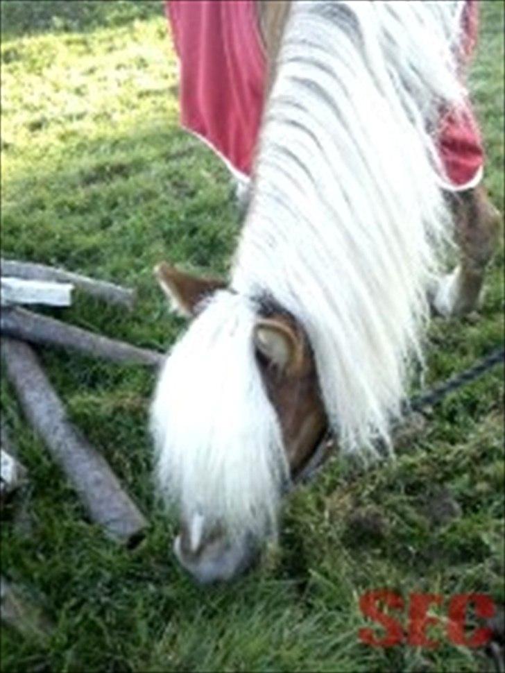 Til Sara Haupt - FOTO: Sarah Christiansen billede 41