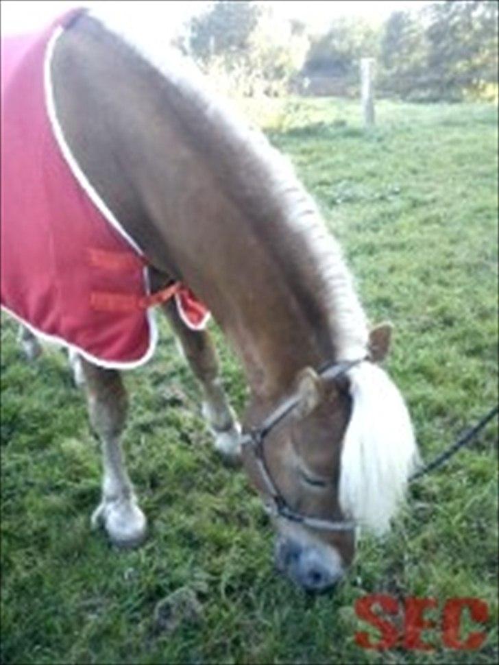 Til Sara Haupt - FOTO: Sarah Christiansen billede 42