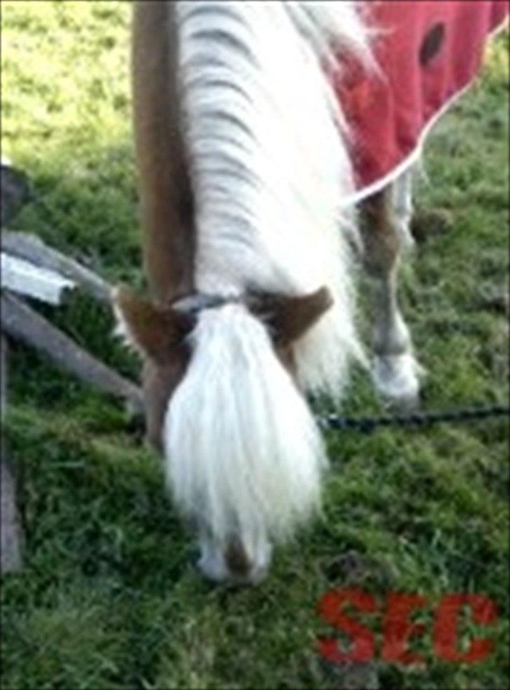 Til Sara Haupt - FOTO: Sarah Christiansen billede 43