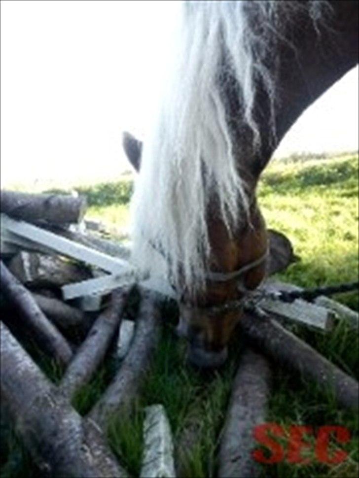 Til Sara Haupt - FOTO: Sarah Christiansen billede 44