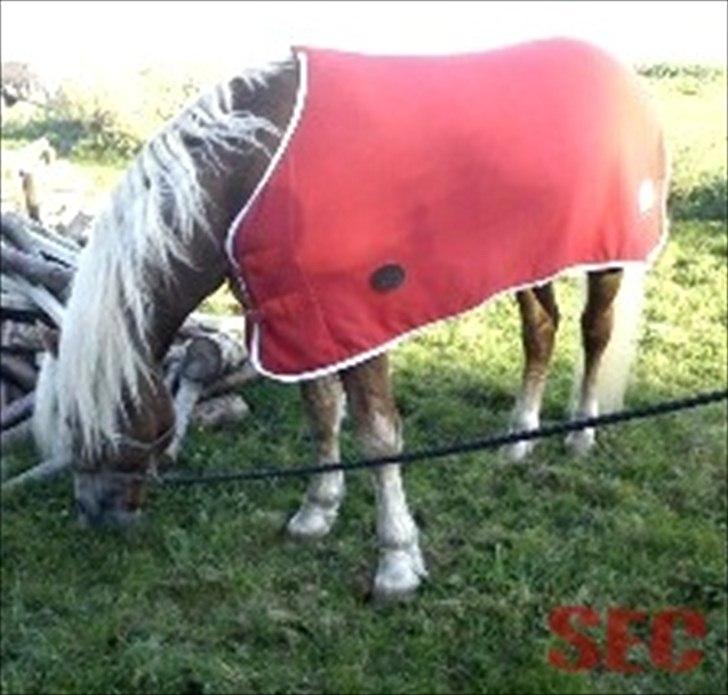 Til Sara Haupt - FOTO: Sarah Christiansen billede 45