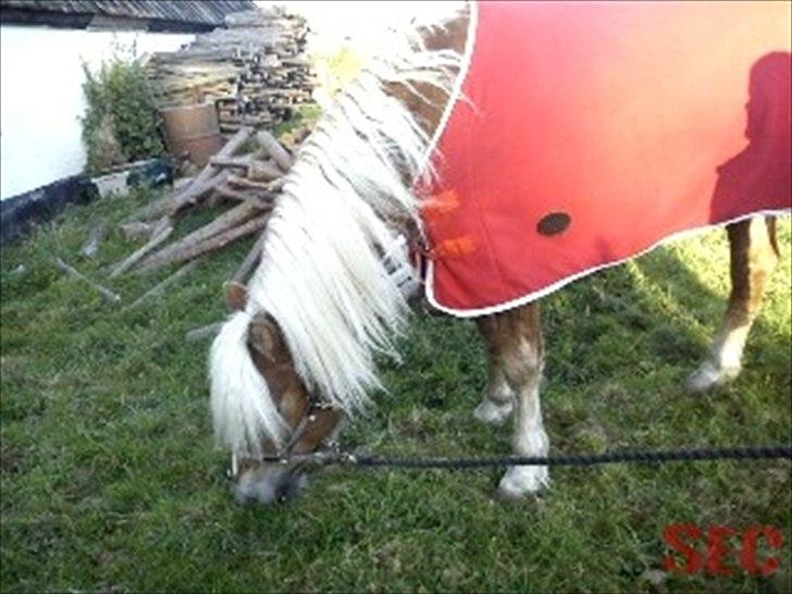 Til Sara Haupt - FOTO: Sarah Christiansen billede 47