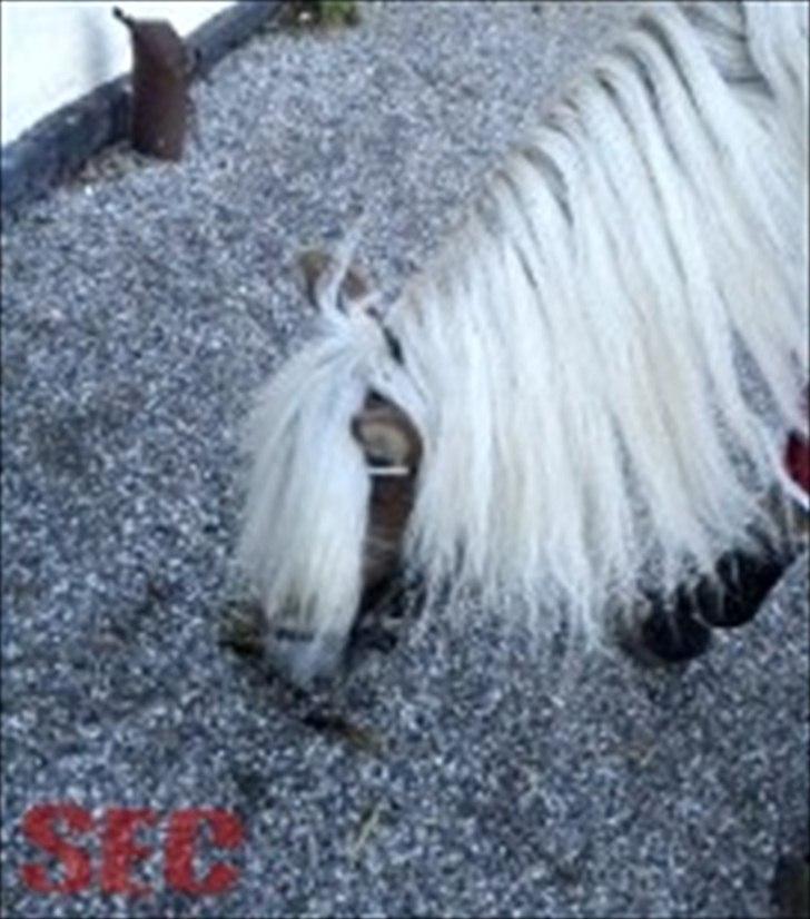 Til Sara Haupt - FOTO: Sarah Christiansen billede 50