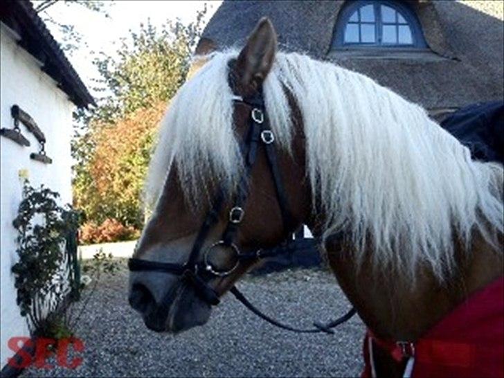 Til Sara Haupt - FOTO: Sarah Christiansen billede 51