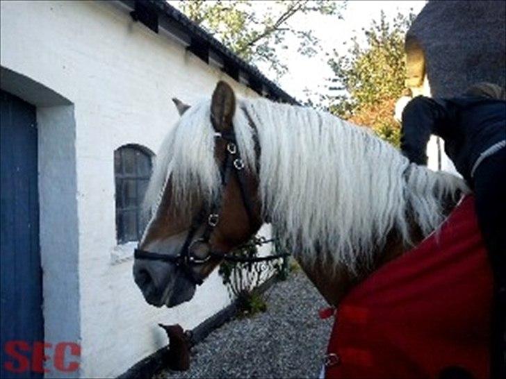 Til Sara Haupt - FOTO: Sarah Christiansen billede 52