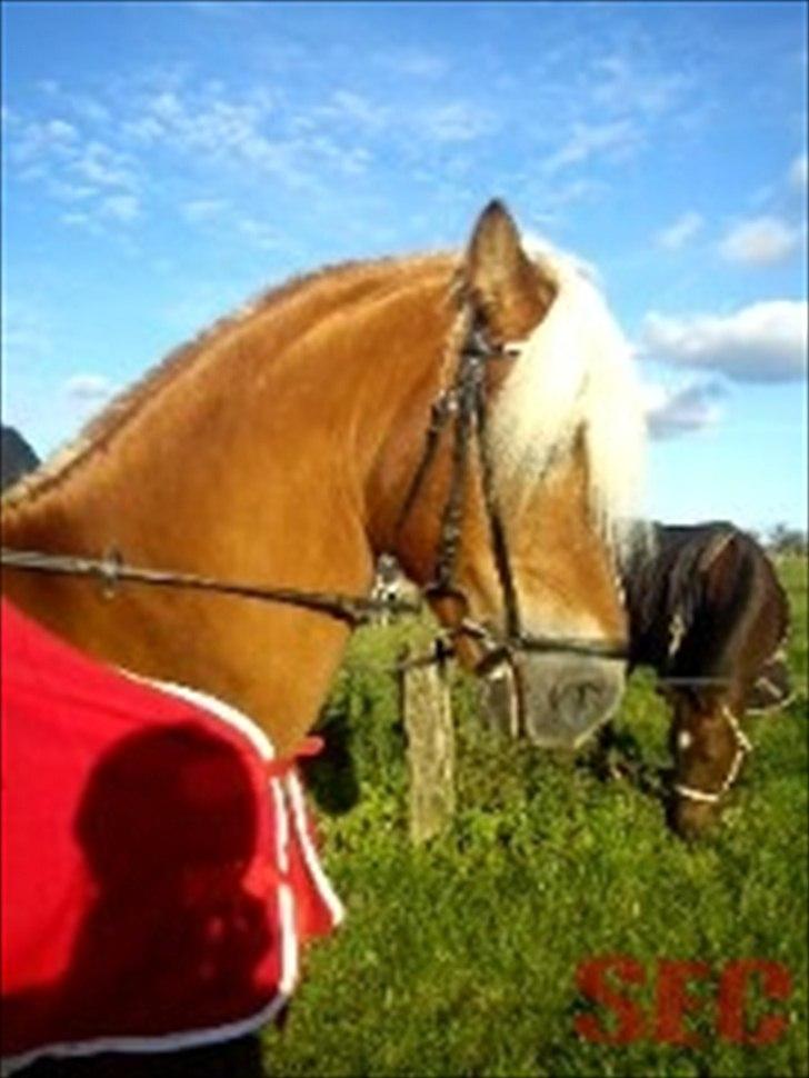 Til Sara Haupt - FOTO: Sarah Christiansen billede 54