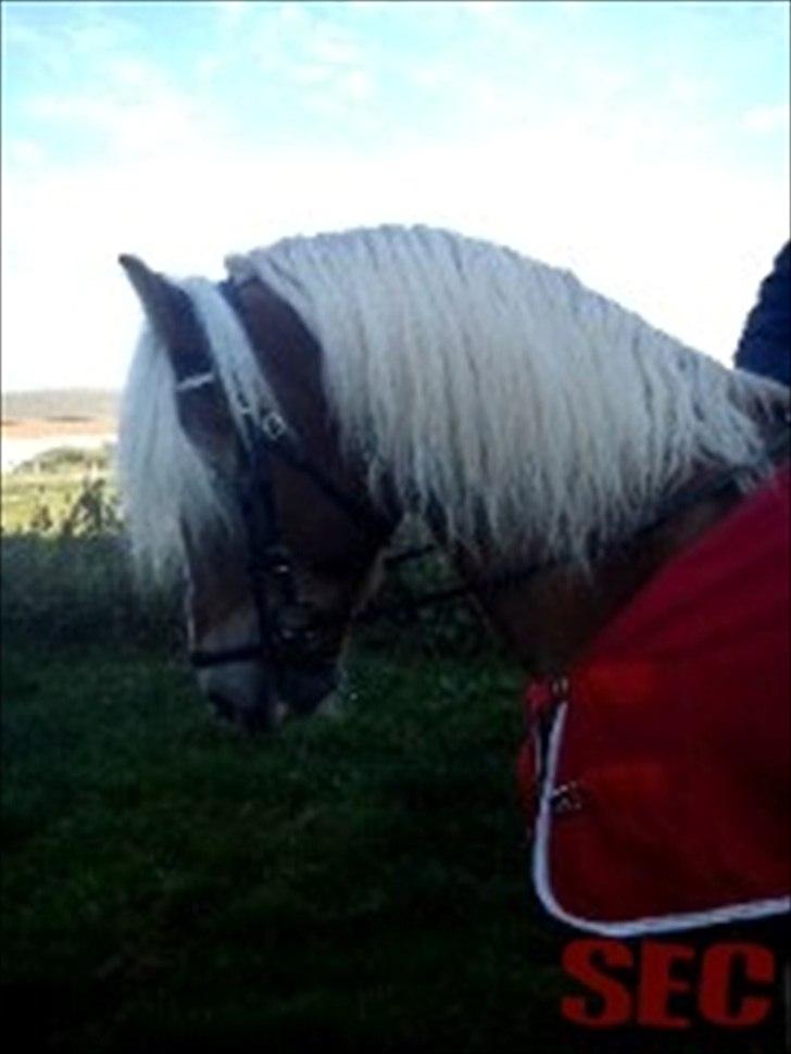 Til Sara Haupt - FOTO: Sarah Christiansen billede 55