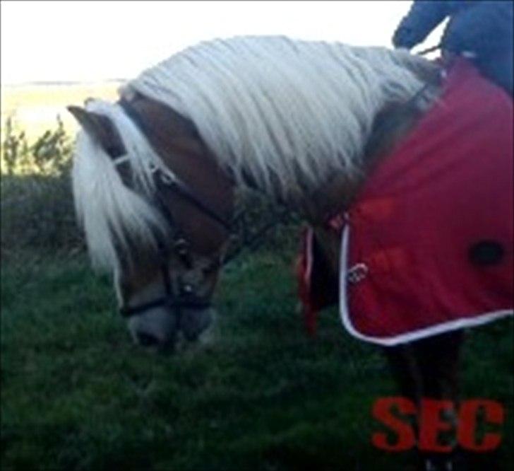 Til Sara Haupt - FOTO: Sarah Christiansen billede 56