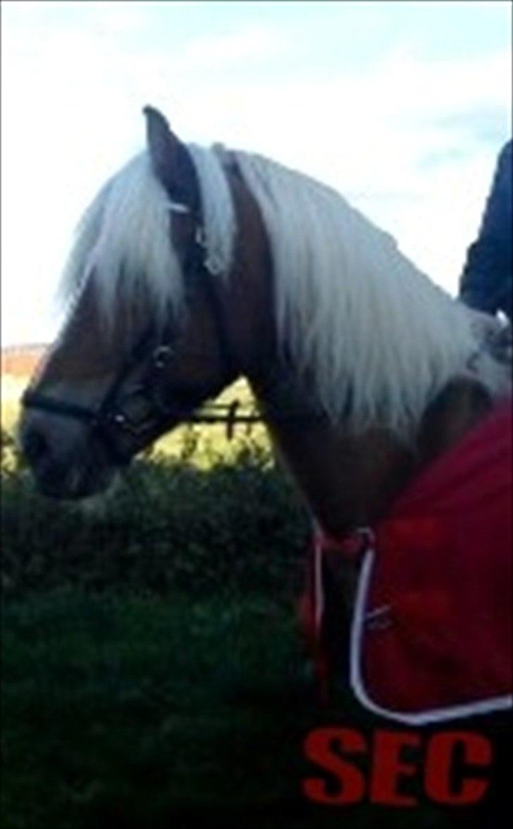 Til Sara Haupt - FOTO: Sarah Christiansen billede 57