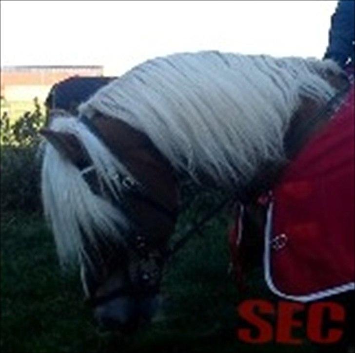 Til Sara Haupt - FOTO: Sarah Christiansen billede 58