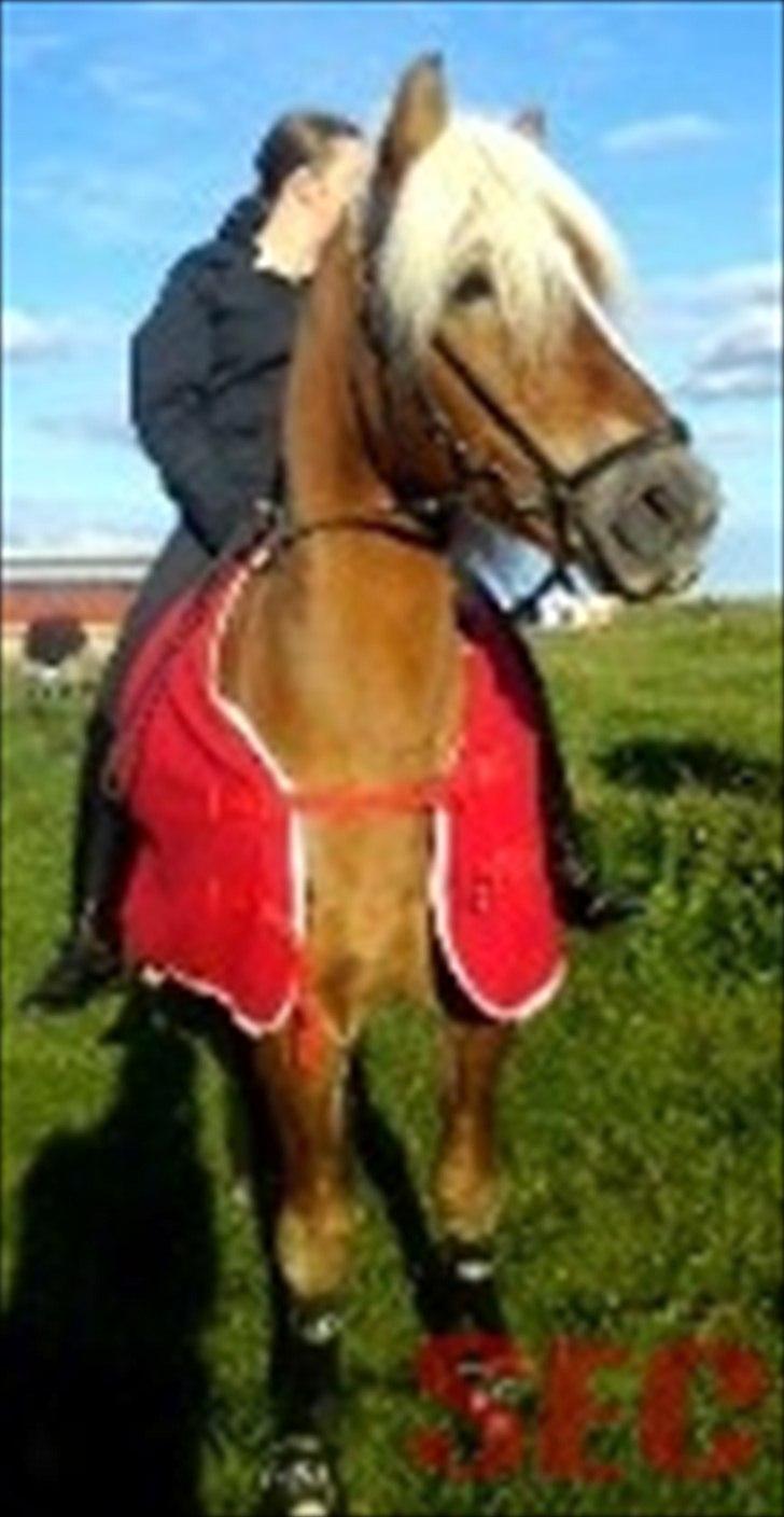 Til Sara Haupt - FOTO: Sarah Christiansen billede 60