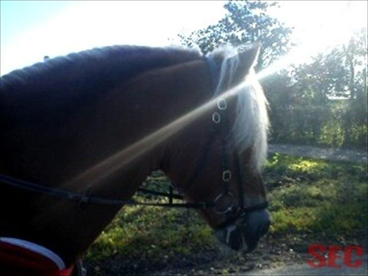 Til Sara Haupt - FOTO: Sarah Christiansen billede 64