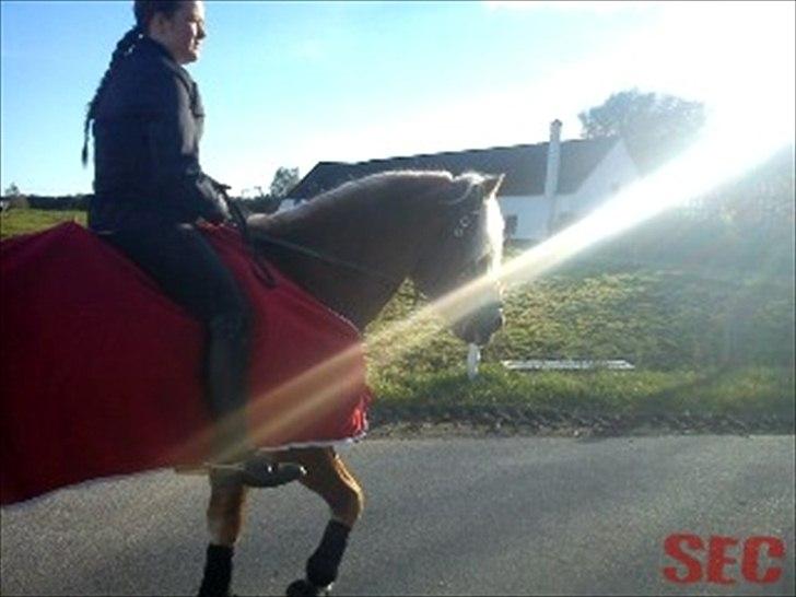 Til Sara Haupt - FOTO: Sarah Christiansen billede 65