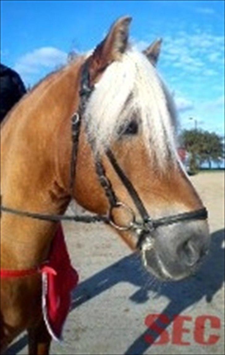 Til Sara Haupt - FOTO: Sarah Christiansen billede 72