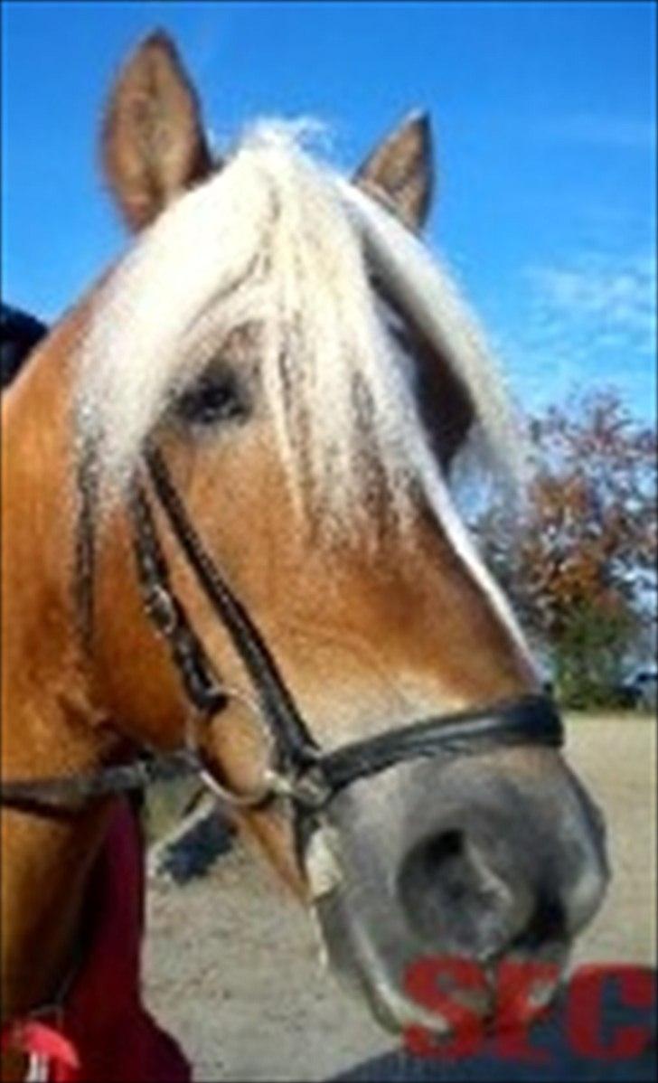 Til Sara Haupt - FOTO: Sarah Christiansen billede 73