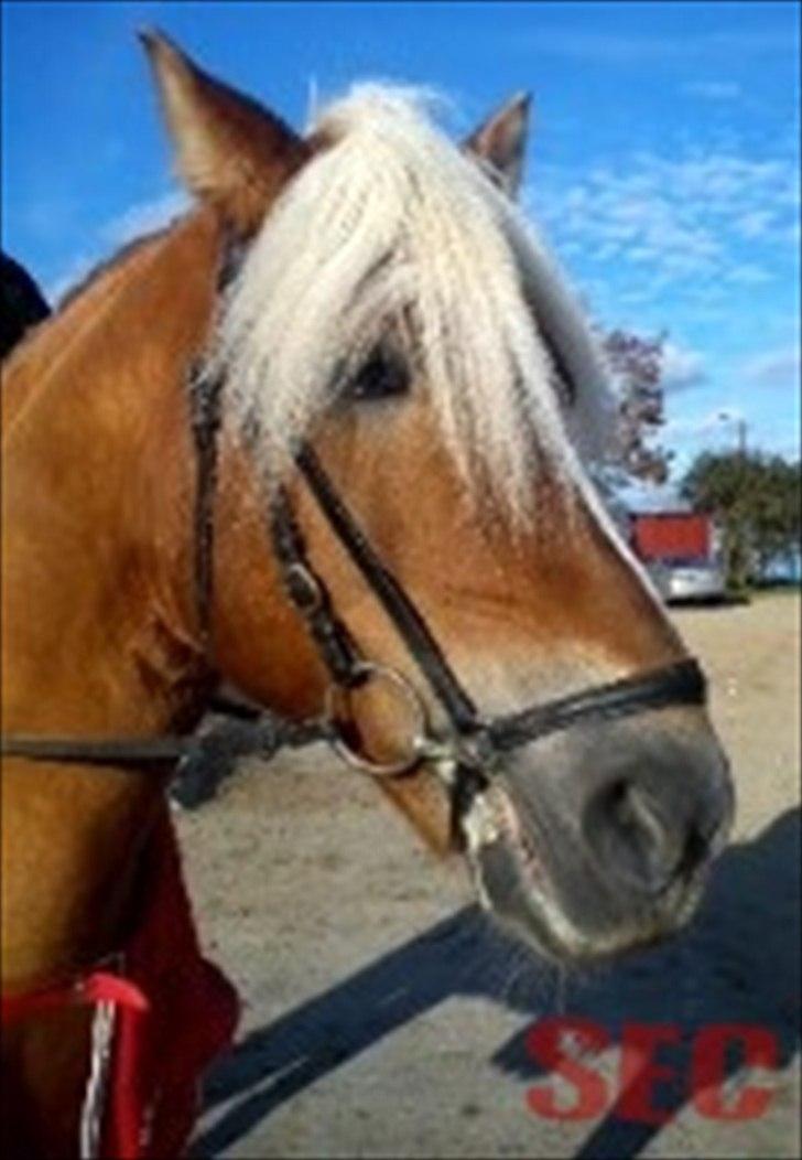 Til Sara Haupt - FOTO: Sarah Christiansen billede 75