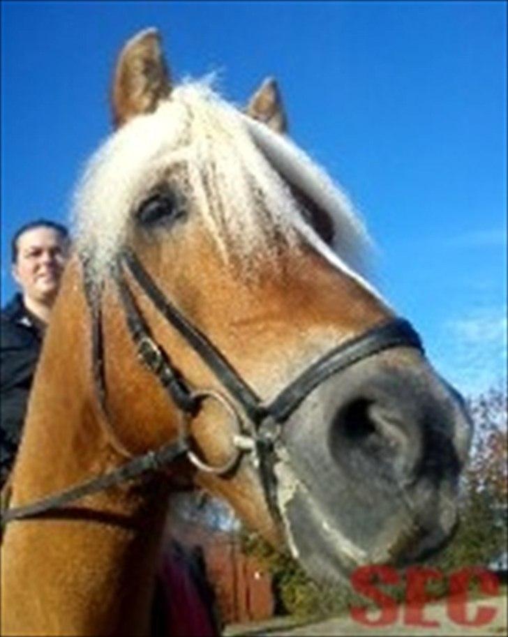 Til Sara Haupt - FOTO: Sarah Christiansen billede 77