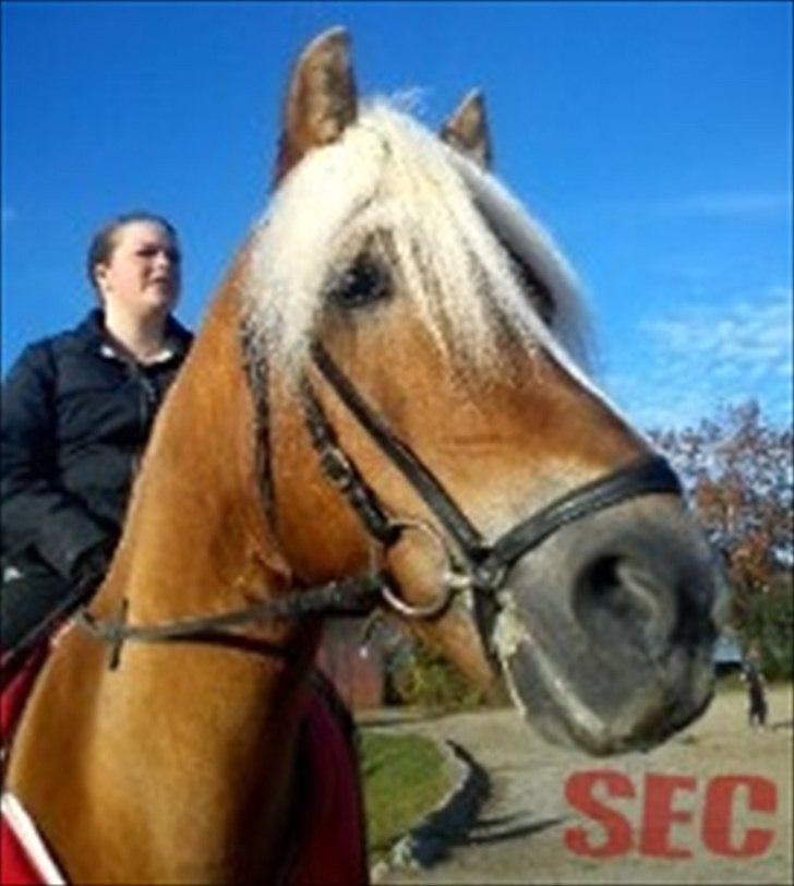 Til Sara Haupt - FOTO: Sarah Christiansen billede 78