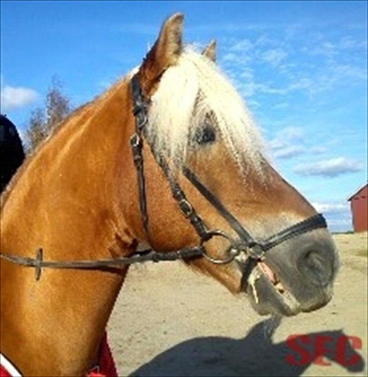 Til Sara Haupt - FOTO: Sarah Christiansen billede 79